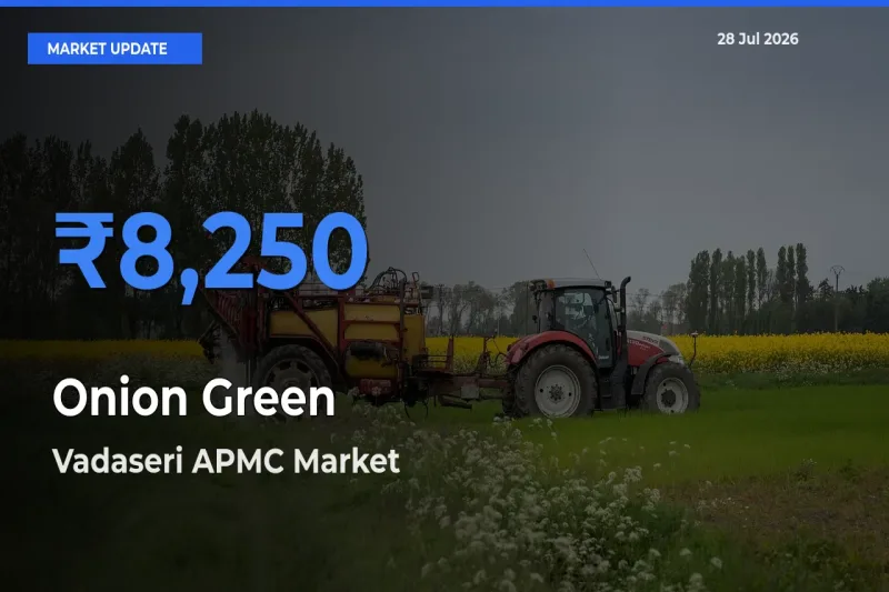 Farmers Prefer Vadaseri APMC, Nagercoil (Kannyiakumari), Tamil Nadu as Onion Green Hits Highest Rate