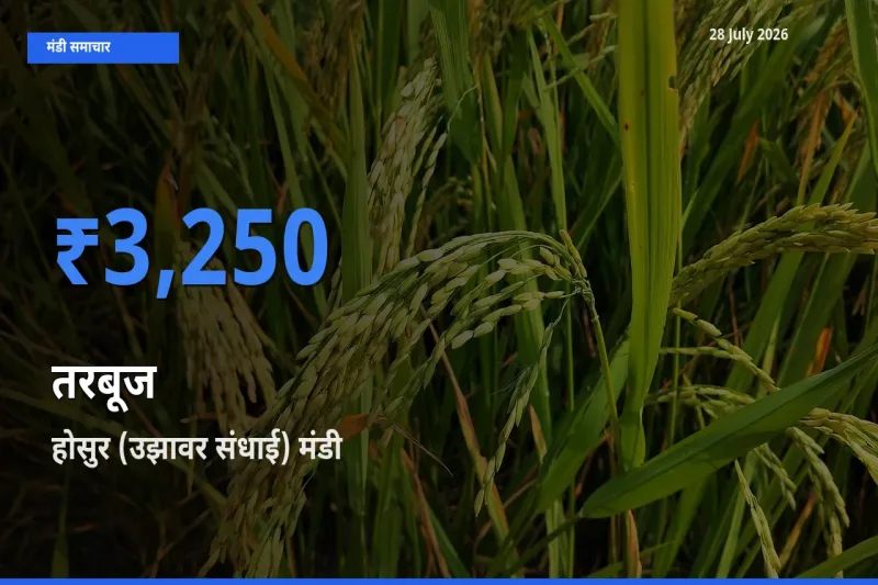 टॉप मंडी बना होसुर (उझावर संधाई), कृष्णागिरी, तमिलनाडु! तरबूज के सबसे ऊँचे दाम यहीं दर्ज