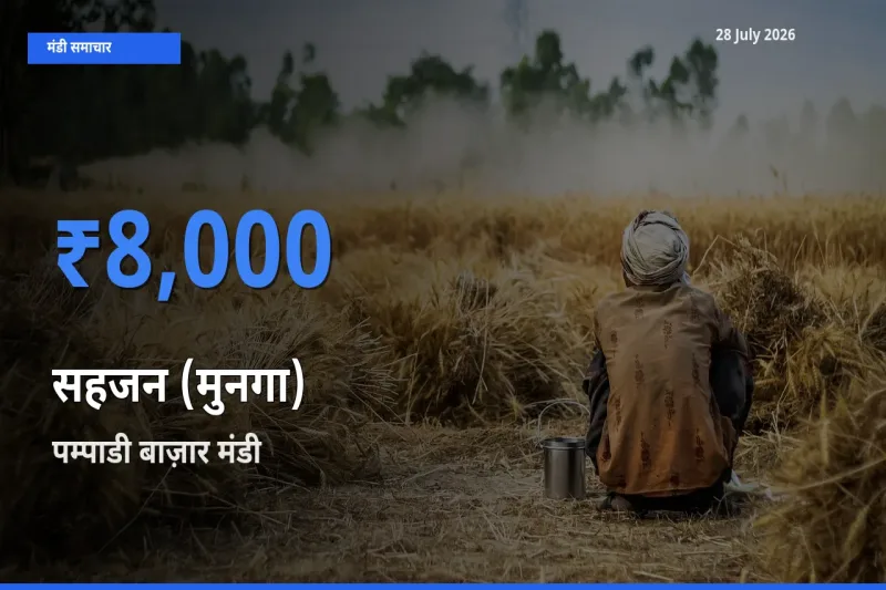 आज सहजन (मुनगा) के सबसे ज़्यादा दाम पम्पाडी बाज़ार, कोट्टायम, केरलम मंडी में दर्ज