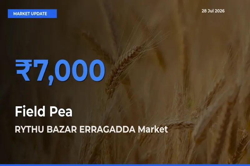 Farmers Prefer RYTHU BAZAR ERRAGADDA, Hyderabad, Telangana as Field Pea Hits Highest Rate