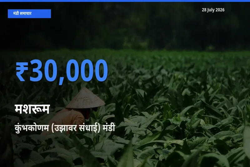 टॉप मंडी बना कुंभकोणम (उझावर संधाई), तंजावुर, तमिलनाडु! मशरूम के सबसे ऊँचे दाम यहीं दर्ज