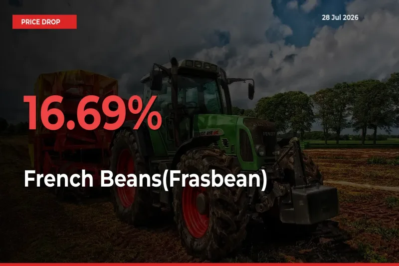 This Mandi Records 16.69% Fall in French Beans(Frasbean) Prices