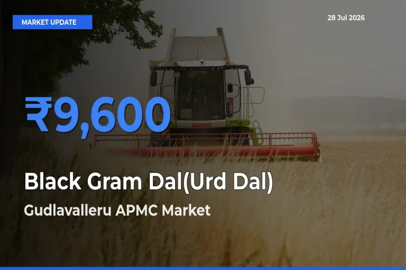 Black Gram Dal(Urd Dal) Mandi Rate Today: Gudlavalleru APMC, Krishna, Andhra Pradesh Tops the List