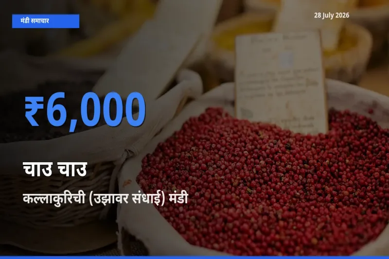 किसानों की पसंद बना कल्लाकुरिची (उझावर संधाई), तमिलनाडु, चाउ चाउ के सबसे अच्छे दाम
