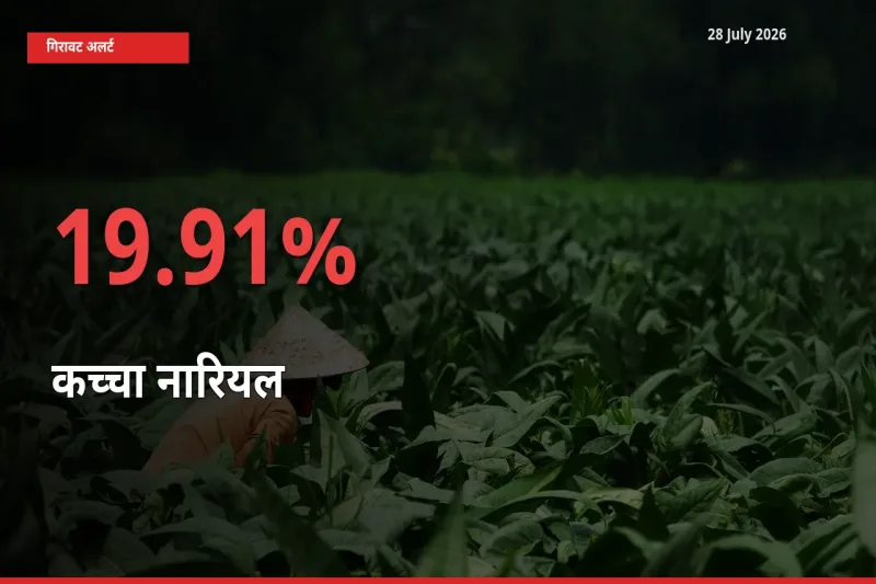 किसानों की चिंता बढ़ी! स्थानीय मंडी में कच्चा नारियल 19.91% गिरा