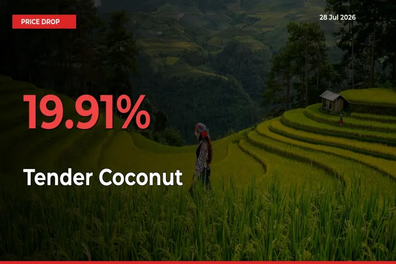 19.91% Drop in Tender Coconut Prices – Mandi Sees Sudden Fall