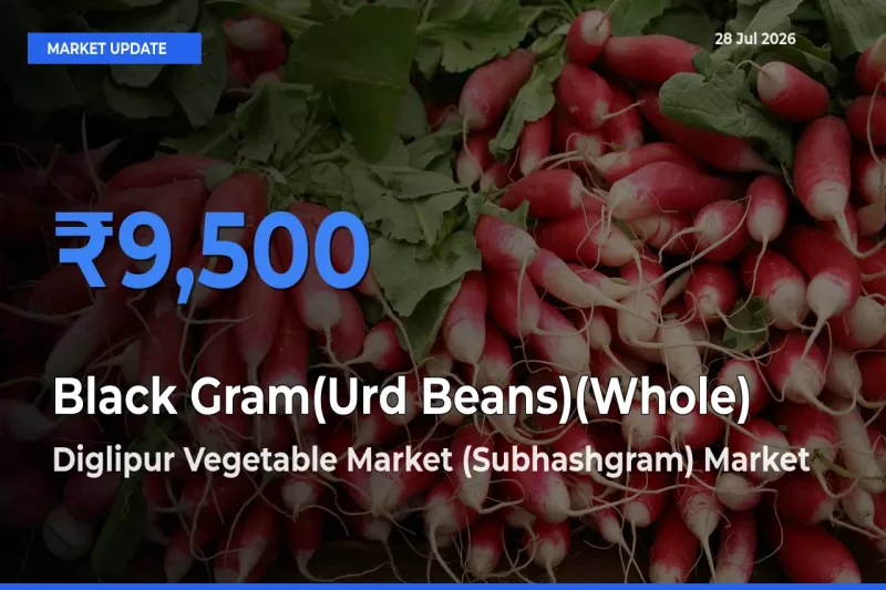 Farmers Prefer Diglipur Vegetable Market (Subhashgram), North and Middle Andaman, Andaman and Nicobar as Black Gram(Urd Beans)(Whole) Hits Highest Rate