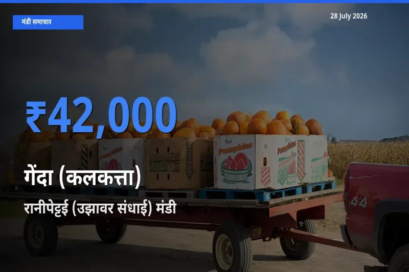 रानीपेट्टई (उझावर संधाई), तमिलनाडु में गेंदा (कलकत्ता) का आज सबसे ऊँचा भाव