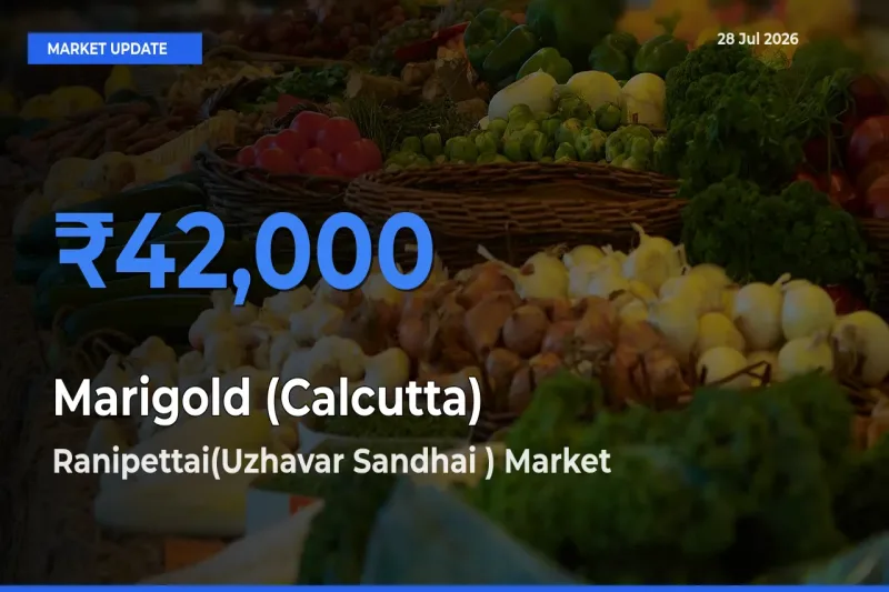 Farmers Prefer Ranipettai(Uzhavar Sandhai ), Tamil Nadu as Marigold (Calcutta) Hits Highest Rate