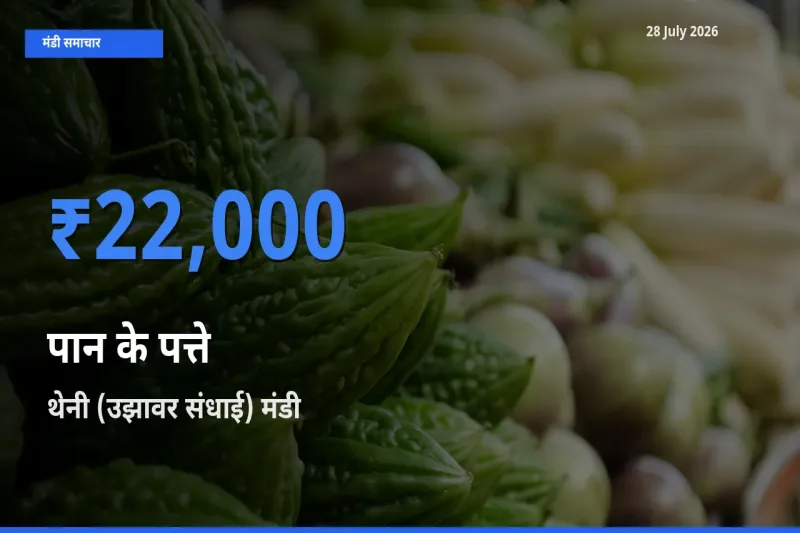 आज पान के पत्ते के सबसे ज़्यादा दाम थेनी (उझावर संधाई), तब मैं, तमिलनाडु मंडी में दर्ज