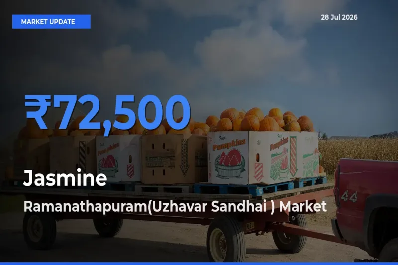 Top Performer! Ramanathapuram(Uzhavar Sandhai ), Tamil Nadu Offers Best Jasmine Price Today