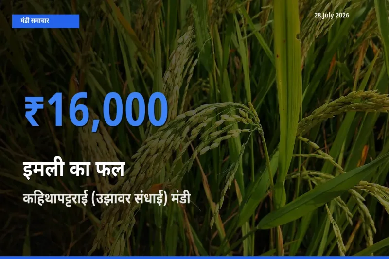टॉप मंडी बना कहिथापट्टराई (उझावर संधाई), वेल्लोर, तमिलनाडु! इमली का फल के सबसे ऊँचे दाम यहीं दर्ज