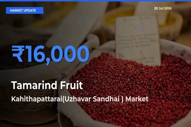 Kahithapattarai(Uzhavar Sandhai ), Vellore, Tamil Nadu Offers ₹16,000 – Highest Tamarind Fruit Rate Today