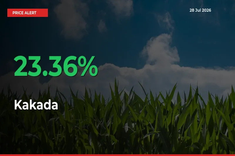 23.36% Spike in Kakada Prices – Mandi Sees Sudden Rally