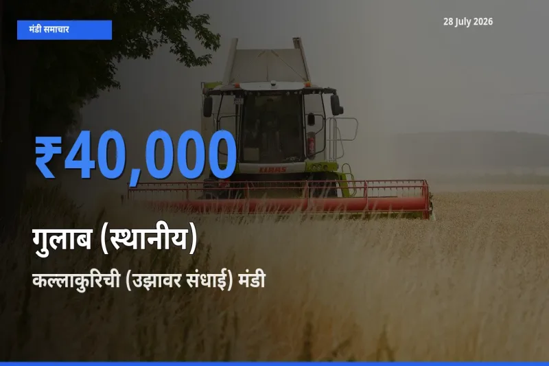 कल्लाकुरिची (उझावर संधाई), तमिलनाडु में गुलाब (स्थानीय) का आज सबसे ऊँचा भाव