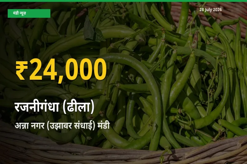 रजनीगंधा (ढीला) के भावों में जबरदस्त उछाल, अन्ना नगर (उझावर संधाई), मदुरै, तमिलनाडु में नया उच्च स्तर