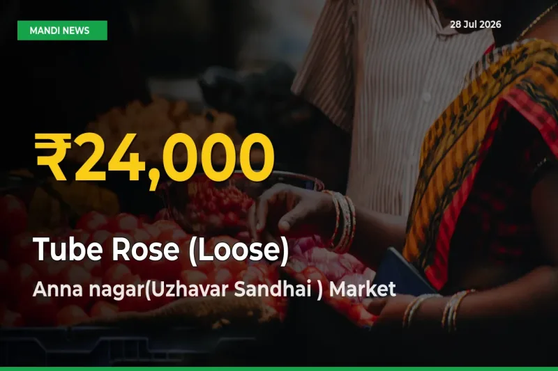 Fresh Record! Tube Rose (Loose) Price Climbs to New High in Anna nagar(Uzhavar Sandhai ), Madurai, Tamil Nadu