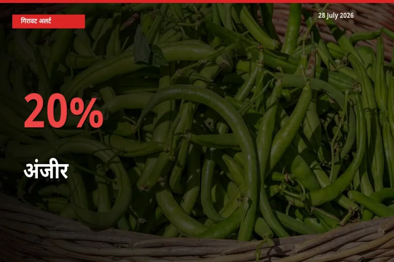 स्थानीय मंडी में अंजीर के दाम अचानक 20% गिरे, किसानों की चिंता बढ़ी