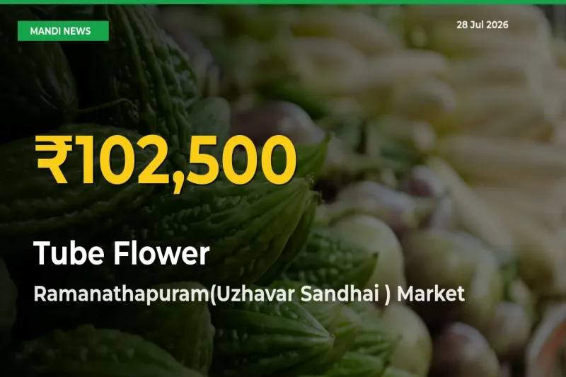Tube Flower Price Hits New High in Ramanathapuram(Uzhavar Sandhai ), Tamil Nadu Today – Check Latest Mandi Rates