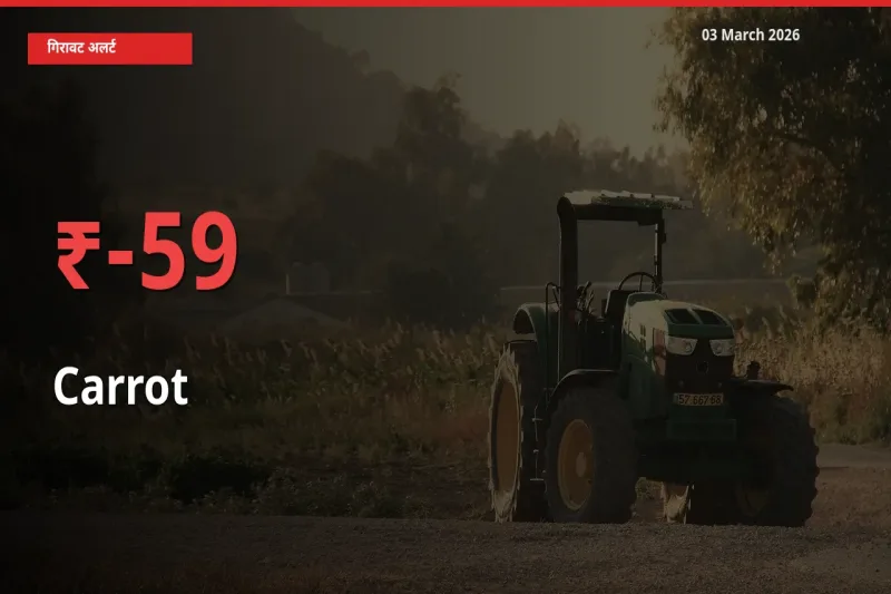 आज का मंडी भाव: गाजर के दाम मंडी में 59.4% नीचे