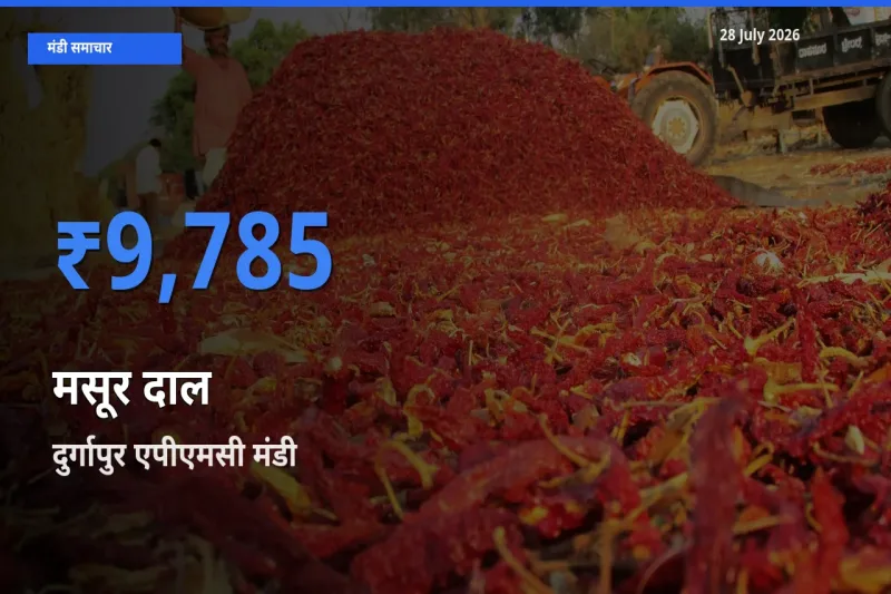 आज का मंडी भाव: मसूर दाल के सबसे ज़्यादा दाम दुर्गापुर एपीएमसी, पश्चिम बर्धमान, पश्चिम बंगाल में