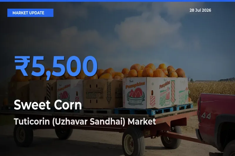 Sweet Corn  Mandi Rate Today: Tuticorin (Uzhavar Sandhai), Tamil Nadu Tops the List