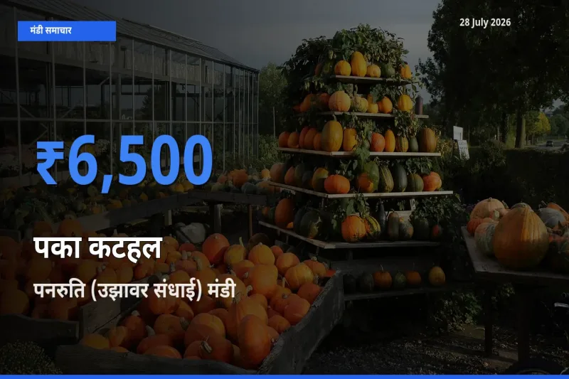 पनरुति (उझावर संधाई), कुड्डालोर, तमिलनाडु में पका कटहल का आज सबसे ऊँचा भाव