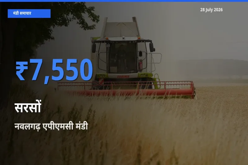 नवलगढ़ एपीएमसी, झुंझुनूं, राजस्थान में सरसों का आज सबसे ऊँचा भाव