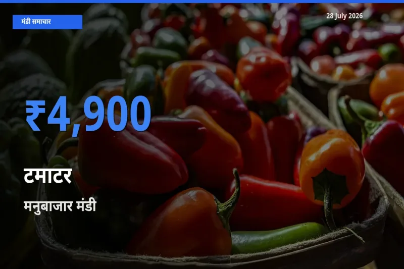 आज टमाटर के सबसे ऊँचे दाम ₹4,900 मनुबाजार, दक्षिण त्रिपुरा मंडी में