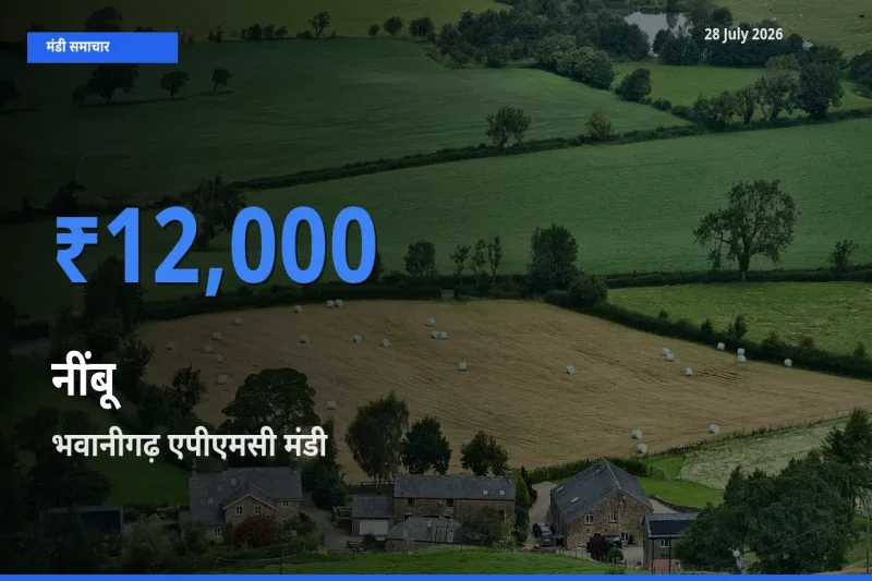 भवानीगढ़ एपीएमसी, Sangrur, पंजाब मंडी में आज नींबू के सबसे ऊँचे दाम दर्ज