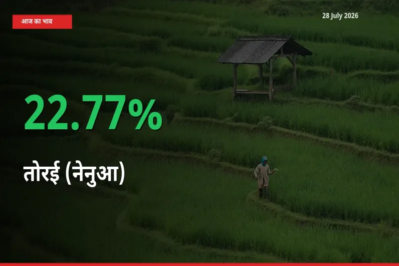 स्थानीय मंडी में तोरई (नेनुआ) के दाम अचानक 22.77% उछले, किसान सतर्क