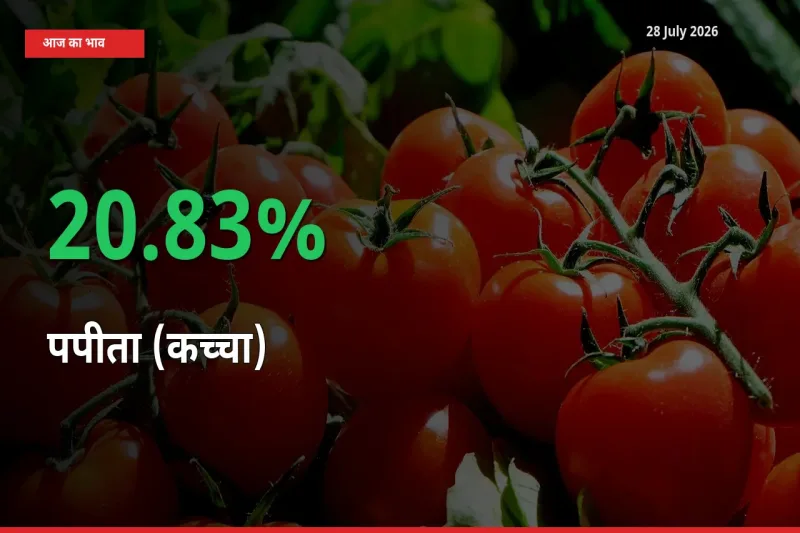 तेज़ तेजी! मंडी में पपीता (कच्चा) के दाम 20.83% चढ़े