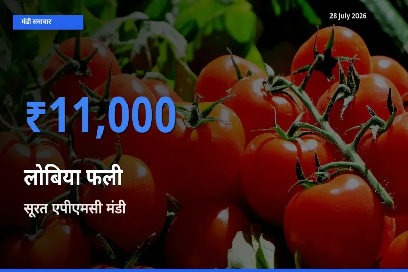 टॉप मंडी बना सूरत एपीएमसी, गुजरात! लोबिया फली के सबसे ऊँचे दाम यहीं दर्ज