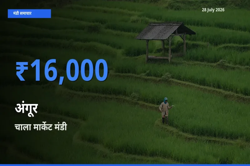 चाला मार्केट, तिरुवनंतपुरम, केरलम में अंगूर का आज सबसे ऊँचा भाव