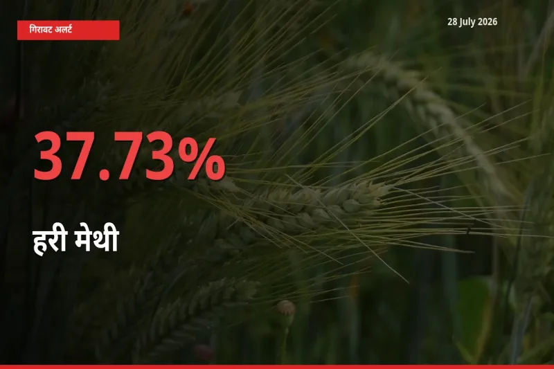 28 July अपडेट: हरी मेथी के दाम मंडी में 37.73% गिरे