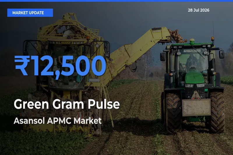 Top Performer! Asansol APMC, Paschim Bardhaman, West Bengal Offers Best Green Gram Pulse Price Today