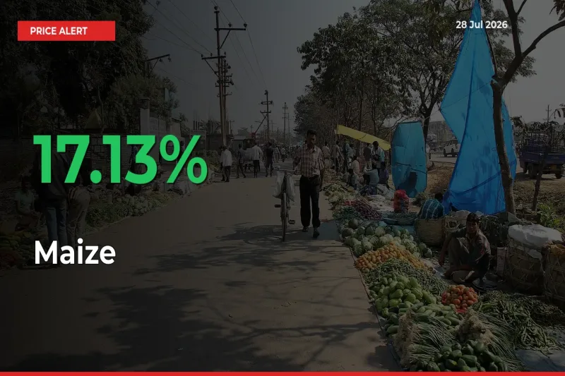 Big Rally! Maize Climbs 17.13% in 24 Hours at Top Mandis