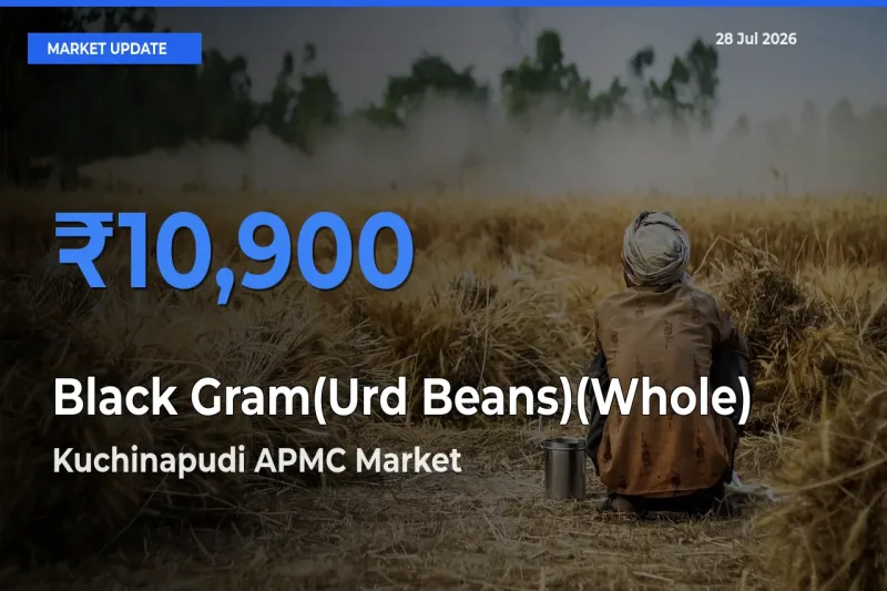 Black Gram(Urd Beans)(Whole) Mandi Rate Today: Kuchinapudi APMC, Bapatla, Andhra Pradesh Tops the List