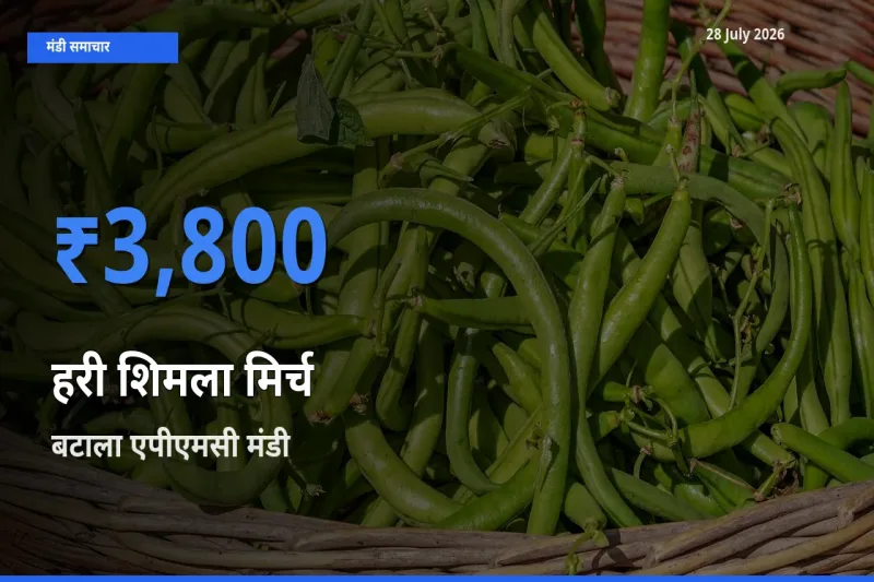 आज का मंडी भाव: हरी शिमला मिर्च के सबसे ज़्यादा दाम बटाला एपीएमसी, गुरदासपुर, पंजाब में