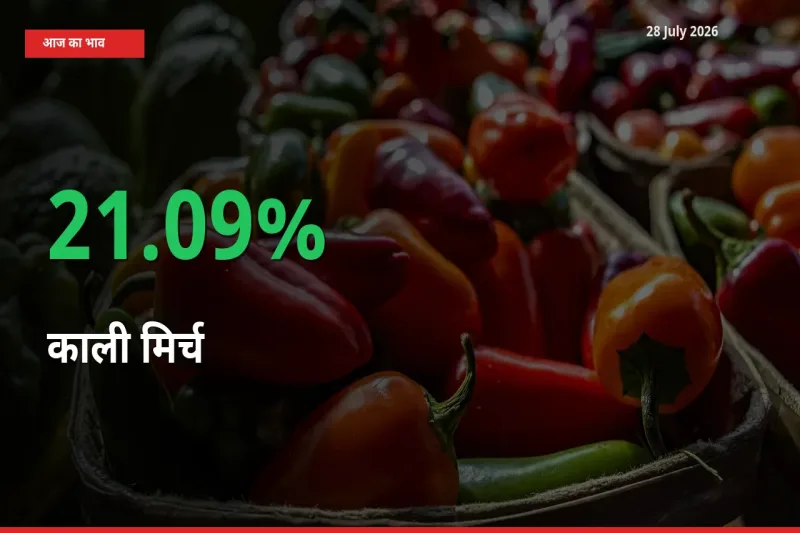 28 July अपडेट: काली मिर्च के दाम मंडी में 21.09% उछले