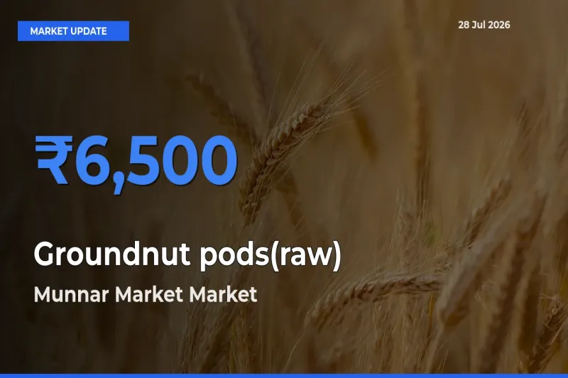 Farmers Prefer Munnar Market, Idukki, Keralam as Groundnut pods(raw) Hits Highest Rate