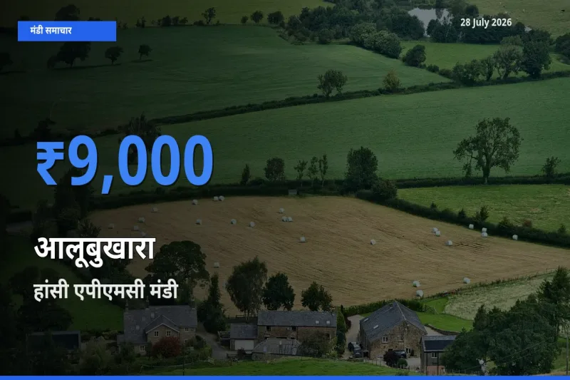 टॉप मंडी बना हांसी एपीएमसी, हिसार, हरियाणा! आलूबुखारा के सबसे ऊँचे दाम यहीं दर्ज