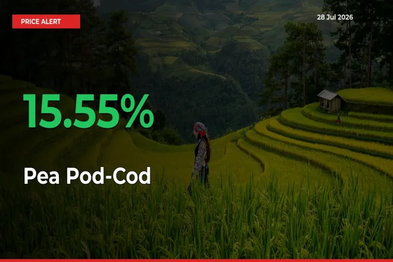 Pea Pod-Cod Rises 15.55% at Mandis