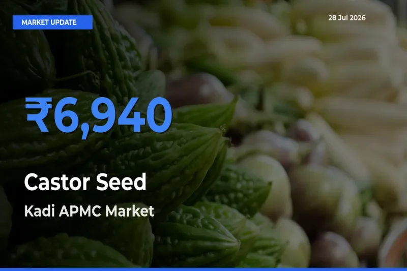 Kadi APMC, Mehsana, Gujarat Emerges as Top Mandi for Castor Seed Prices Today