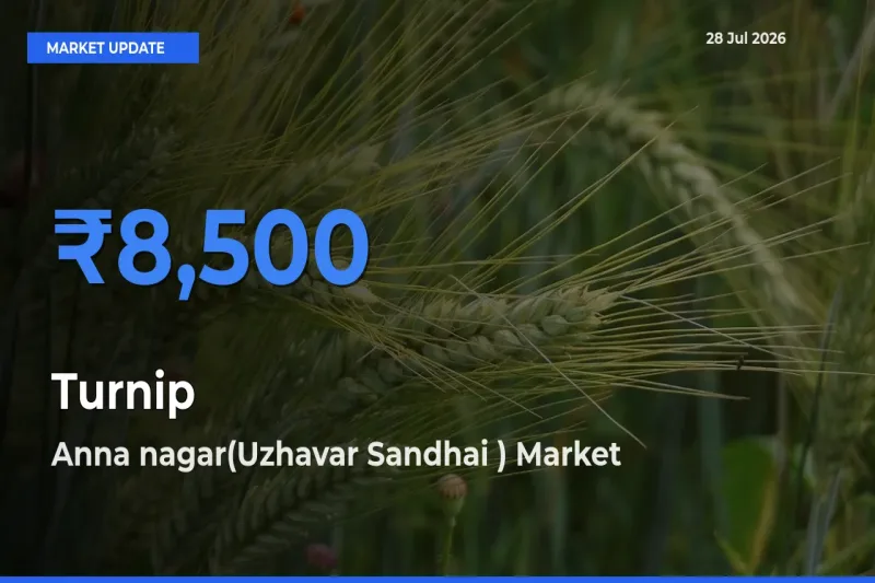 Top Performer! Anna nagar(Uzhavar Sandhai ), Madurai, Tamil Nadu Offers Best Turnip Price Today