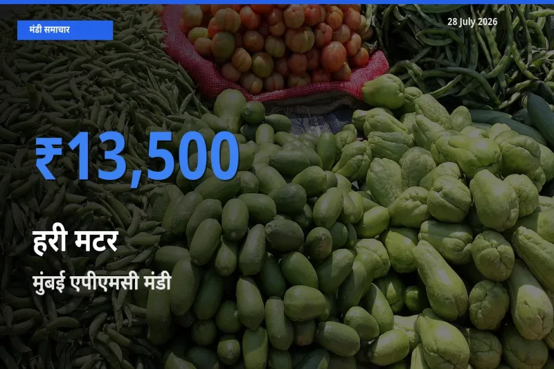 टॉप मंडी बना मुंबई एपीएमसी, महाराष्ट्र! हरी मटर के सबसे ऊँचे दाम यहीं दर्ज