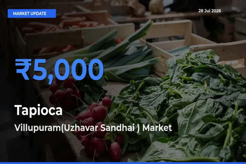 Top Performer! Villupuram(Uzhavar Sandhai ), Tamil Nadu Offers Best Tapioca Price Today