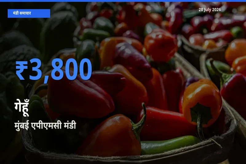 किसानों की पसंद बना मुंबई एपीएमसी, महाराष्ट्र, गेहूँ के सबसे अच्छे दाम