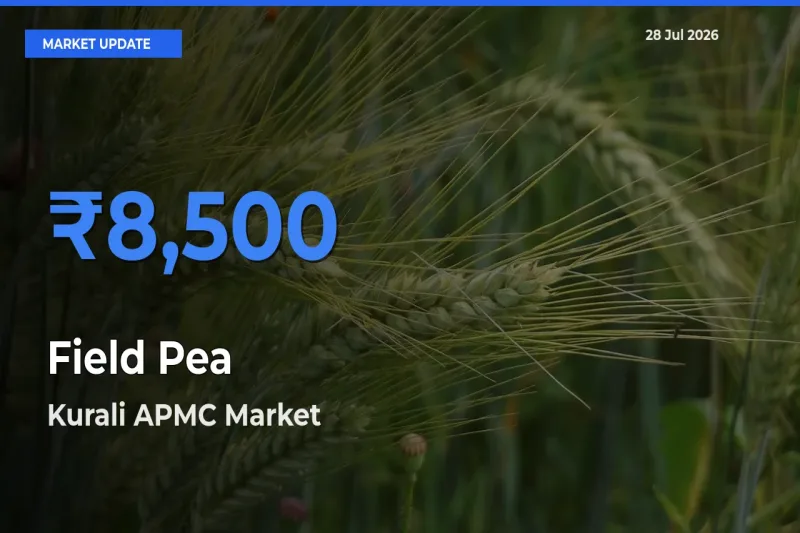 Kurali APMC, Mohali, Punjab Tops Field Pea Mandi Rates Today