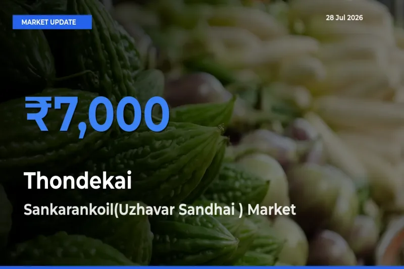 Farmers Prefer Sankarankoil(Uzhavar Sandhai ), Tenkasi, Tamil Nadu as Thondekai Hits Highest Rate